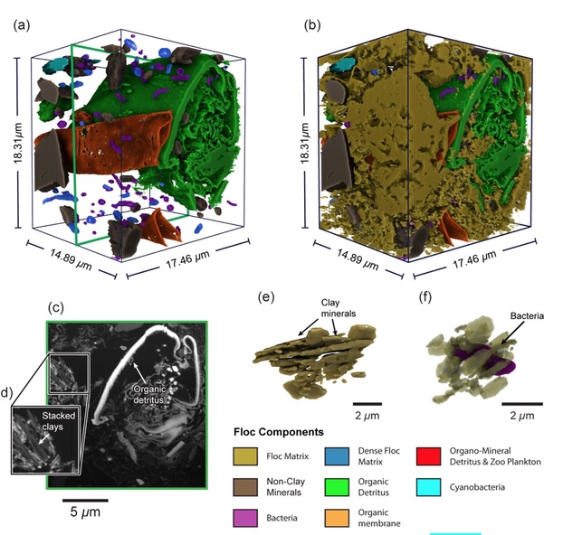 3-Dimensional floc structure and dynamics